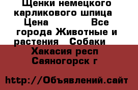 Щенки немецкого карликового шпица › Цена ­ 20 000 - Все города Животные и растения » Собаки   . Хакасия респ.,Саяногорск г.